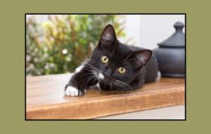 Verifique la raza de su gato