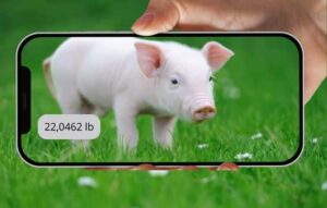 Descubre la App Mágica que Pesa a tu Mascota con solo una Foto