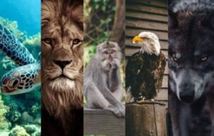 ¡Descubre Tu Animal Interior con la Aplicación inédito