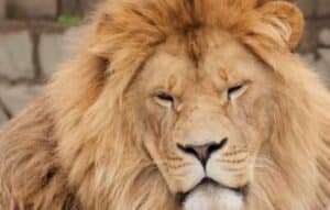 Conoce tu esencia animal con Animal Face